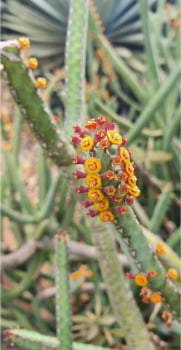 Euphorbia Heterochroma 