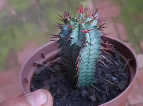 Euphorbia polygona muda com 8cm 