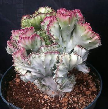 Euphorbia láctea cristã pink -6a7cm