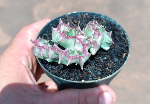 Euphorbia láctea cristã pink -6a7cm
