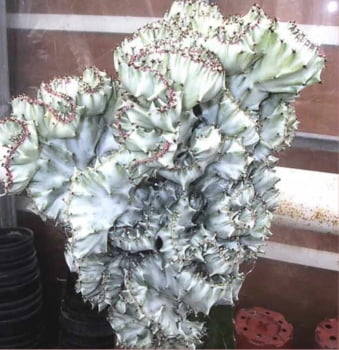 Euphorbia láctea cristata prata -com 28cm