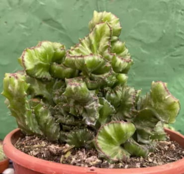 Euphorbia lactea cristata verde