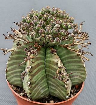 Euphorbia Meloformis 3a4cm
