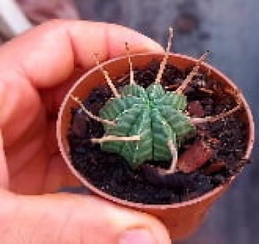 Euphorbia Meloformis 3a4cm