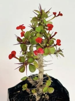 Euphorbia milli mini - muda com 15cm
