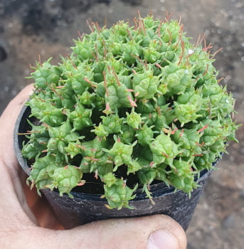 Euphorbia Monstruosa 