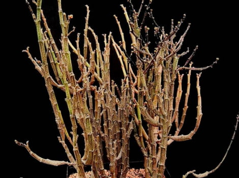Euphorbia patyclada