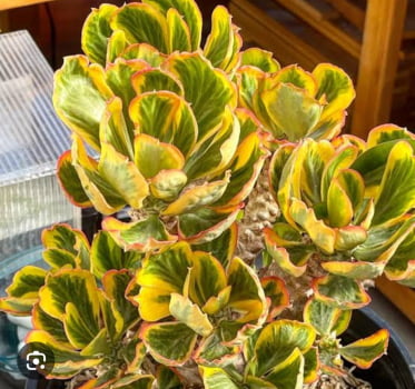 Euphorbia poissonii variegata Euphorbia poissonii variegata