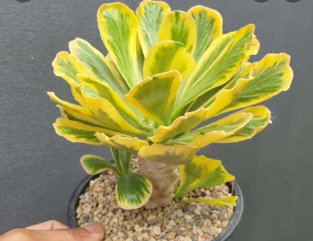 Euphorbia poissonii variegata