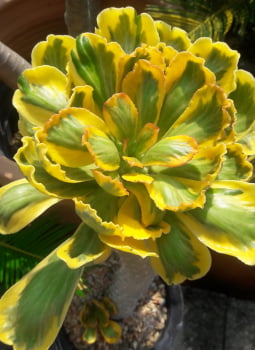 Euphorbia poissonii variegata