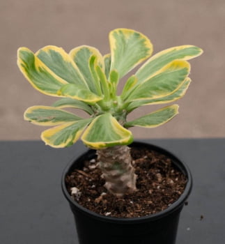 Euphorbia poissonii variegata