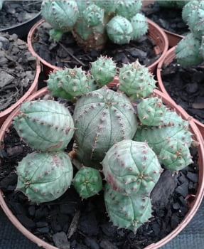 Euphorbia pseudoglobosa