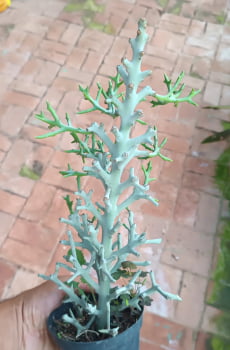 Euphorbia stenoclada muda com 12cm