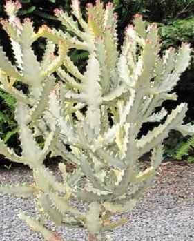 Euphorbia láctea cv. white ghost