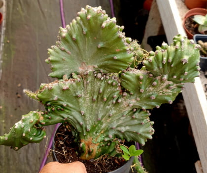 Euphorbia nerifolia cristata