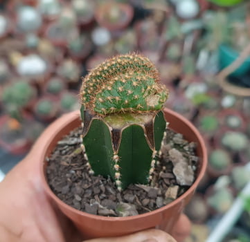 Frailea pumila cristata enxertado 2cm 