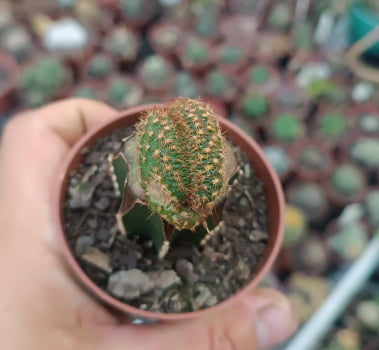 Frailea pumila cristata enxertado 2cm 