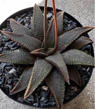 Haworthia koelmaiorum Haworthia koelmaiorum
