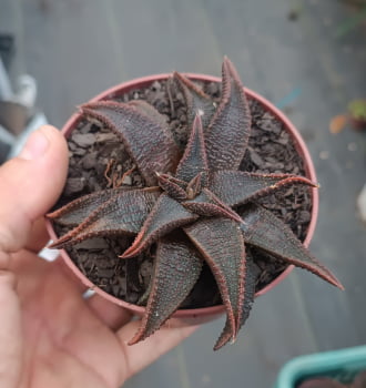 Haworthia koelmaiorum 