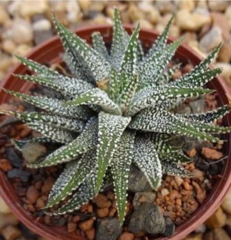 Haworthia white beauty 