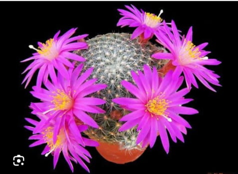 Mammillaria deherdtiana - novidade no enxerto 