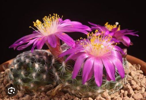 Mammillaria deherdtiana - novidade no enxerto 