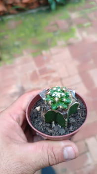Mammillaria deherdtiana - novidade no enxerto 