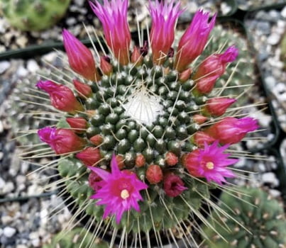 Mammillaria spinosissima unpico 5cm 