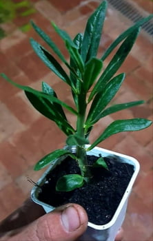 Pachypodium Bispinosum - Muda jovem 12cm