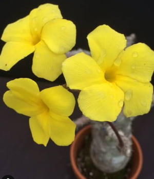 Pachypodium Rosulatum 12cm novidade
