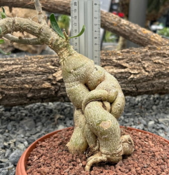 Pachypodium succulentum 30cm caudex grande