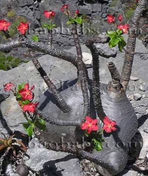 Pachypodium windsorii -Raro 10cm