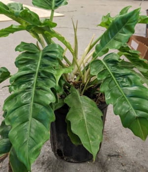 Philodendron narrow - muda 35cm