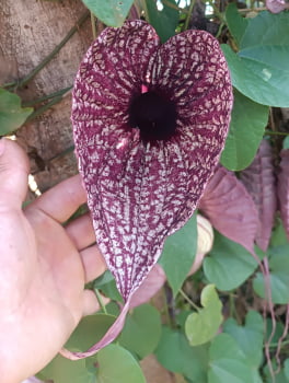 10 Semente de Aristoliochia grandiflora , papo de peru