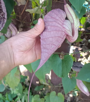 10 Semente de Aristoliochia grandiflora , papo de peru