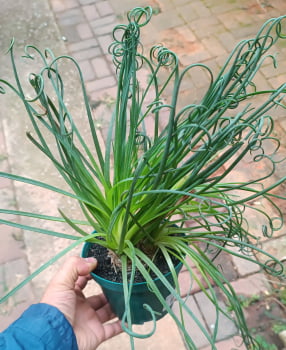 Albuca Spiralis Ornithogalum 