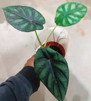 Alocasia dragon scale muda 25cm