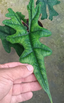 alocasia jacklyn