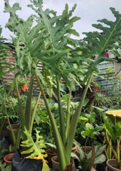 Alocasia portei gigante 