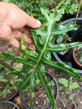Alocasia portei gigante 