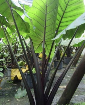 Alocasia talo negro black stem  - muda com 15cm 