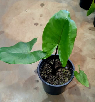 Alocasia talo negro black stem  - muda com 15cm 