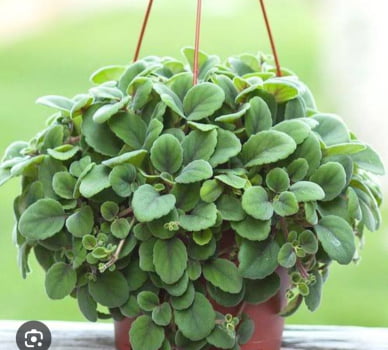 Alsobia dianthiflora-muda jovem Alsobia dianthiflora-muda jovem