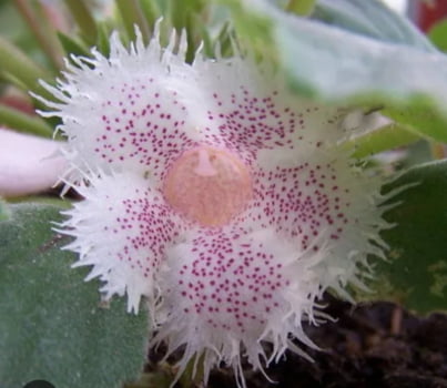 Alsobia dianthiflora-muda jovem Alsobia dianthiflora-muda jovem