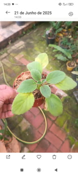 Alsobia dianthiflora-muda jovem 