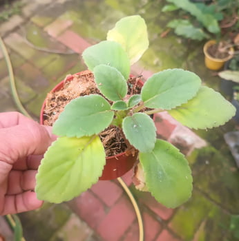 Alsobia dianthiflora-muda jovem 