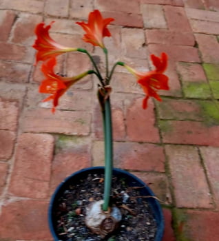 Amaryllis ssp muda jovem com 10cm