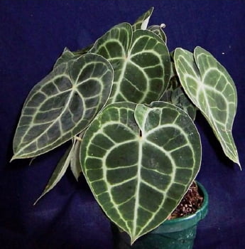 Anthurium Clarinervium 