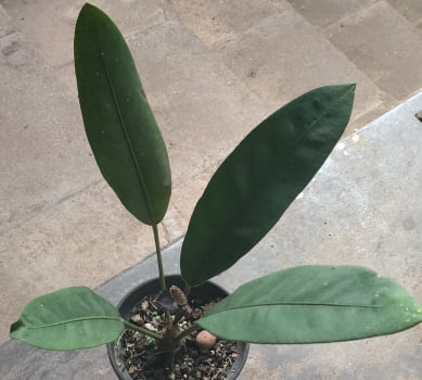 Anthurium Coriaceum