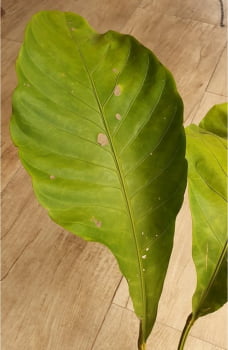Anthurium Hookeri